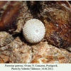 favonius quercus pyatigorsk ovum2